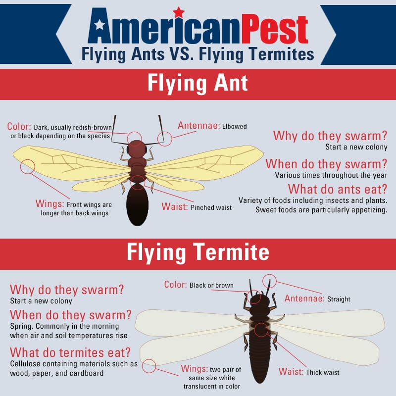 Flying Ant Vs Termite Infographic
