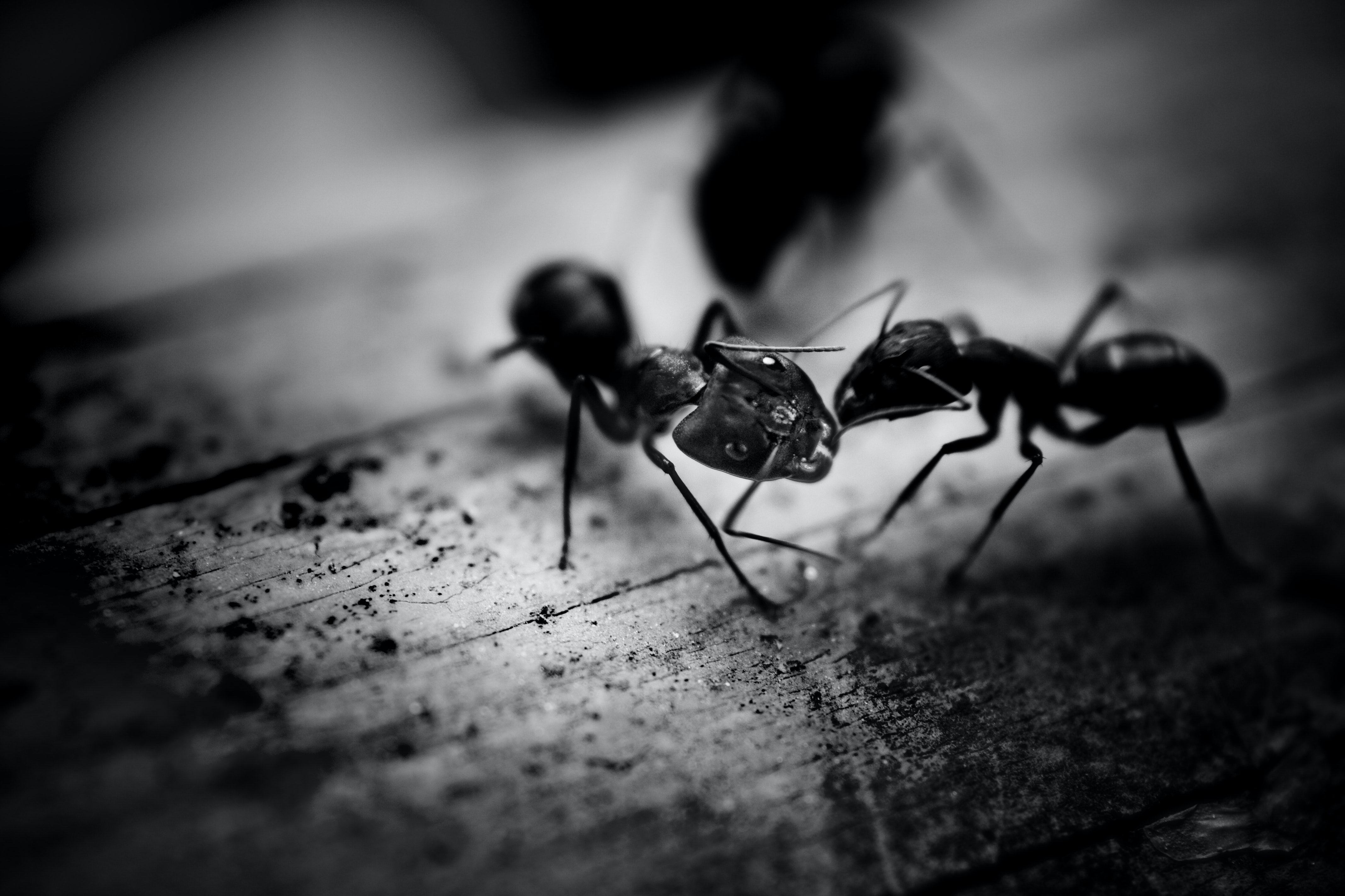 Are Ants Dangerous