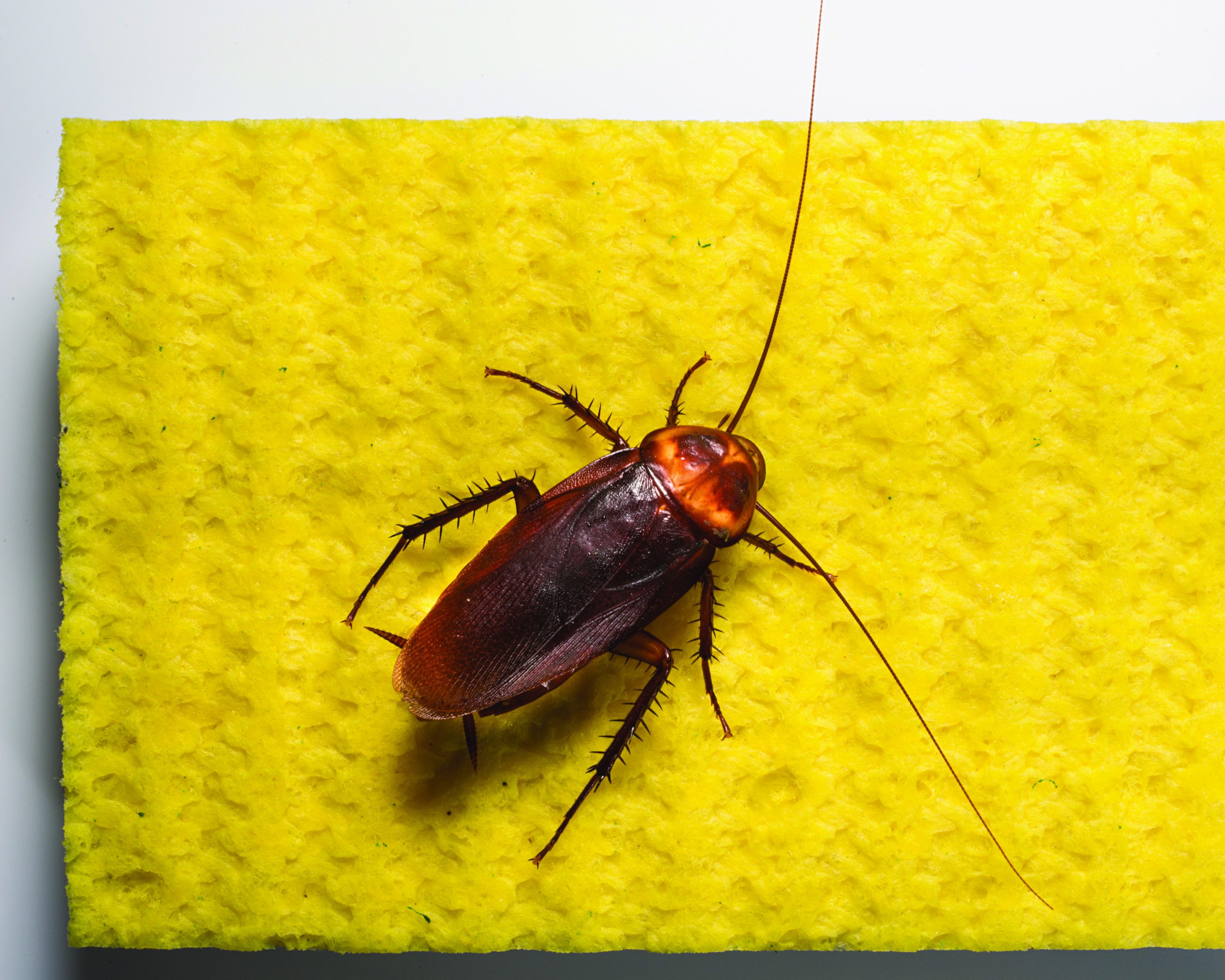 17 American Cockroach On Sponge