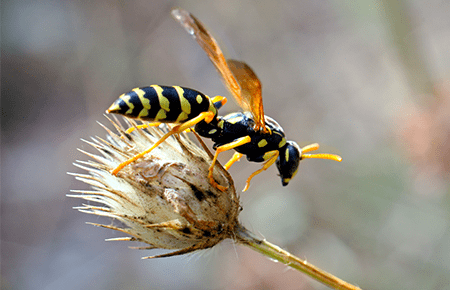 Stinging Insects In Va