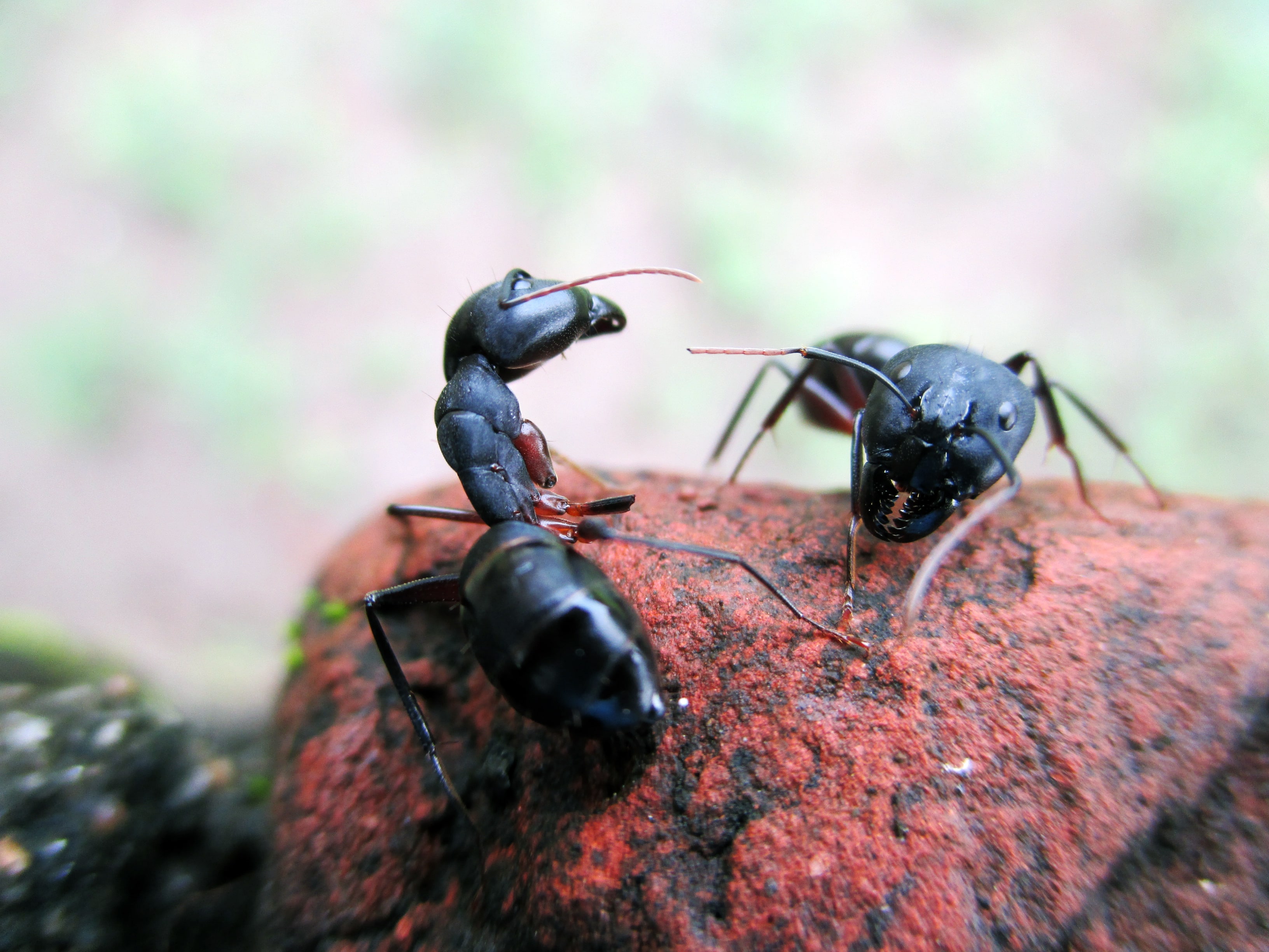 Carpenter Ant Problems In Maryland