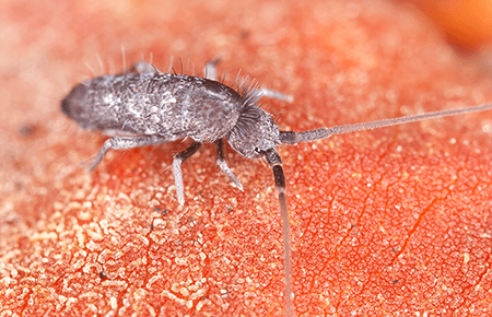 Springtails In Dc