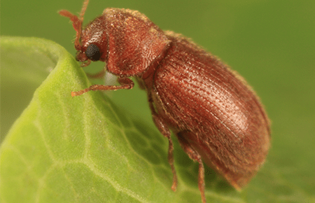 Cigarette Beetles In Dc